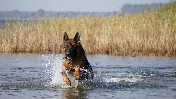 Water Safety and Dogs