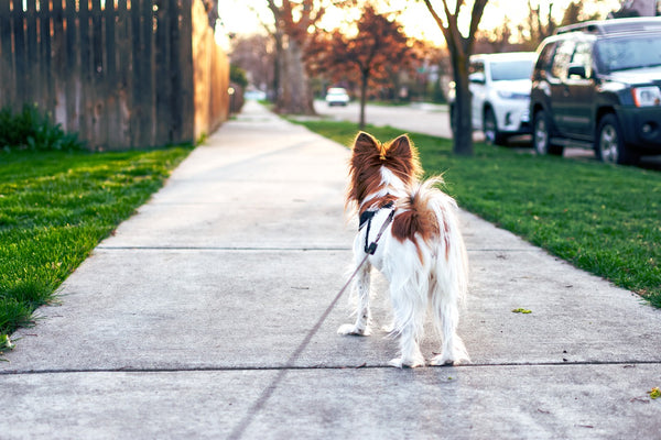 Protecting Your Dog During Summer: The Importance of Avoiding Walks in Hot Weather