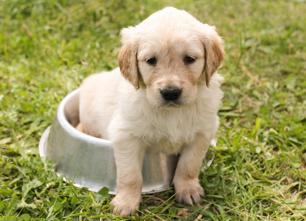 The Ultimate Guide to Getting a Puppy