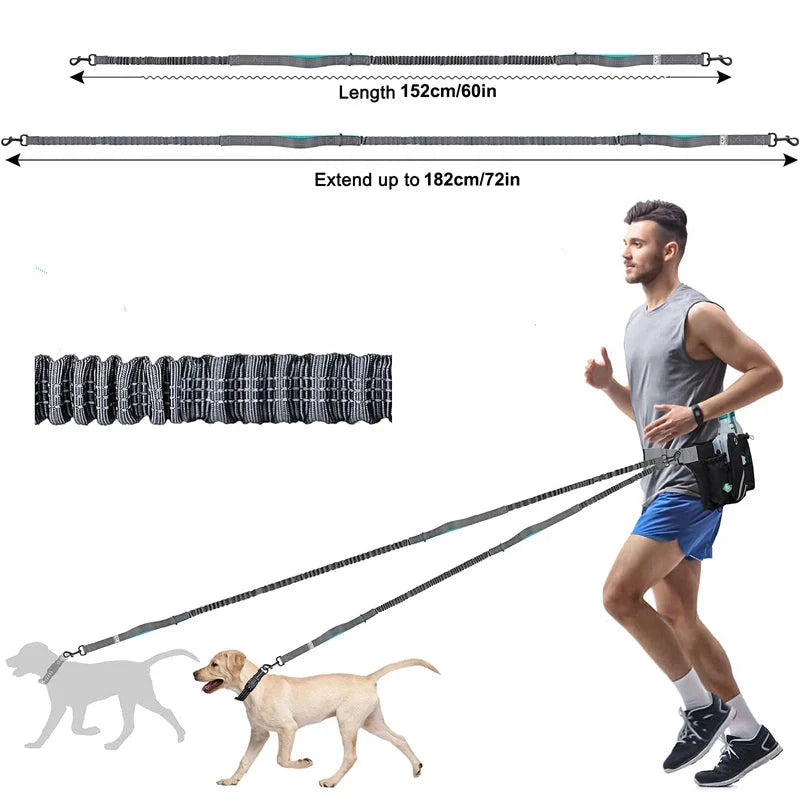 Hands free bungee double dog lead with waist belt