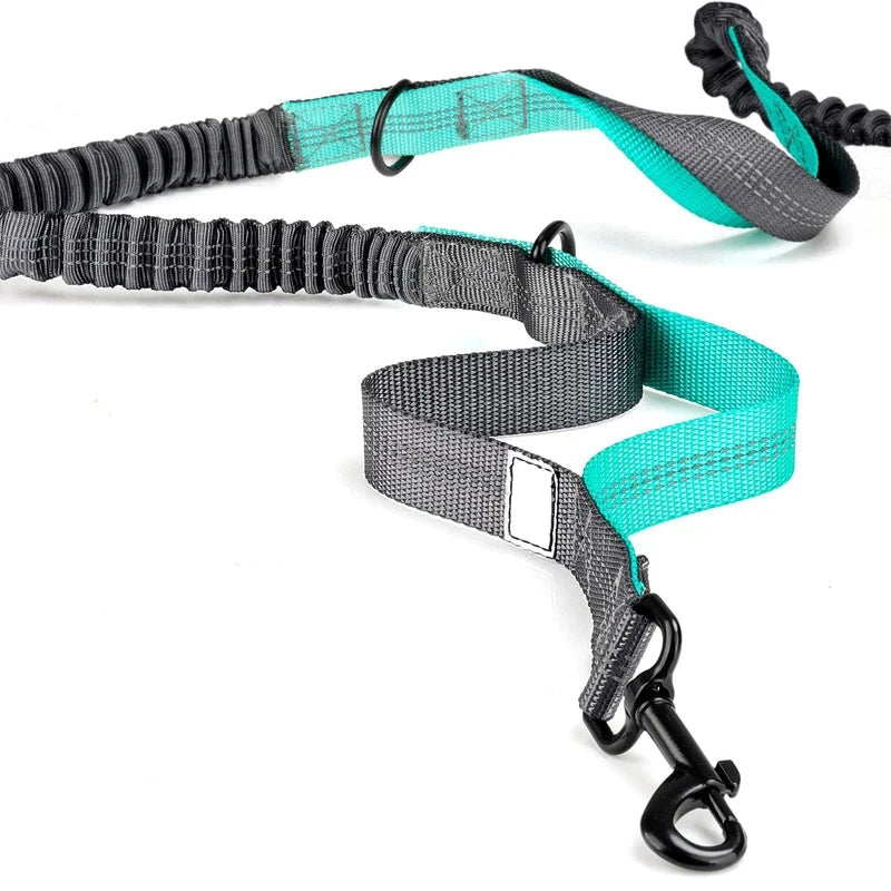 Hands free bungee double dog lead with waist belt