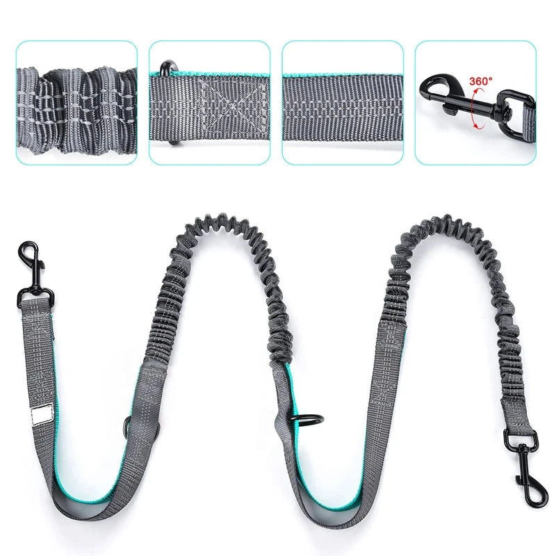 Hands free bungee double dog lead with waist belt