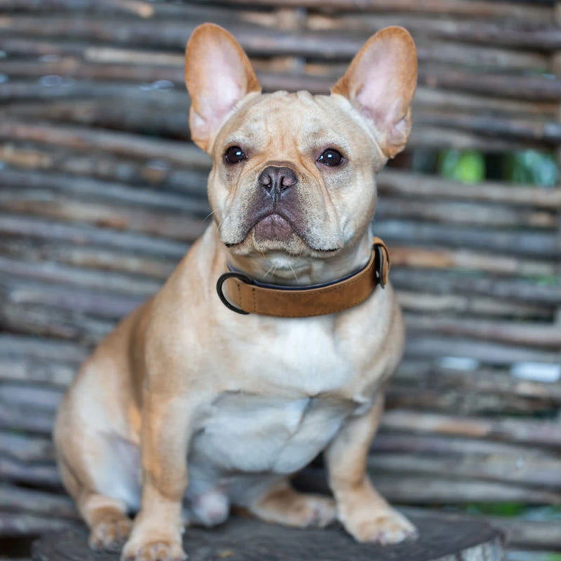 Leather Padded Dog Collar